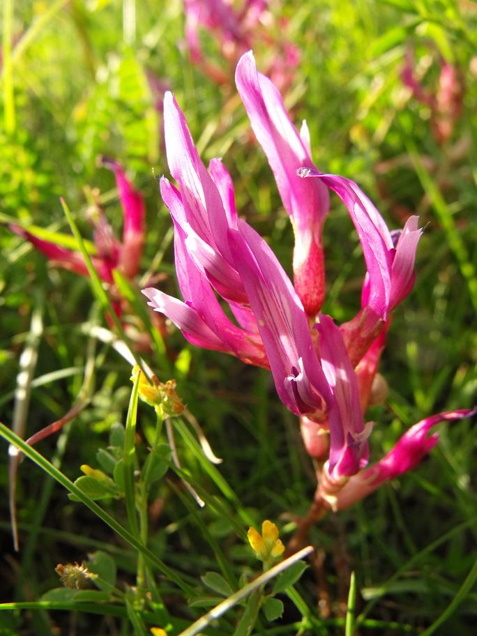 Astragalus monspessulanus